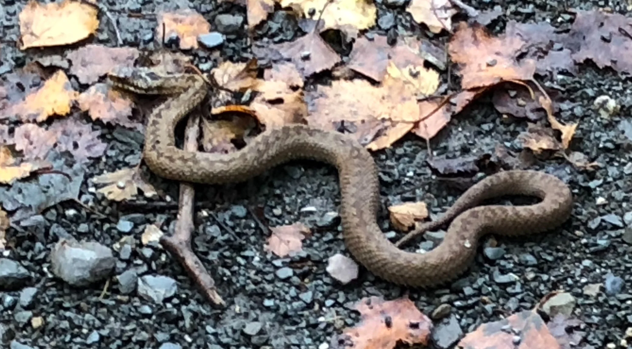 APPLE BOBBING AND ADDERS