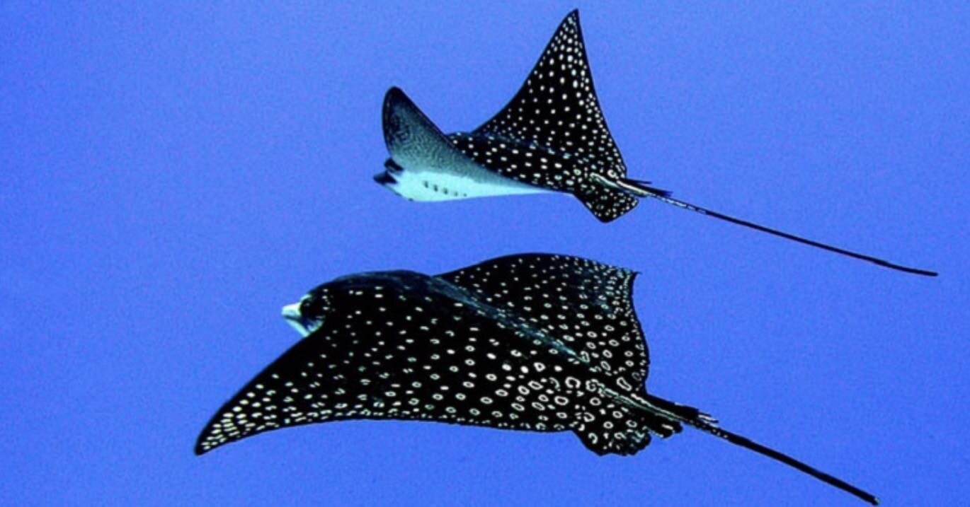 Eagle Rays in Bora Bora.