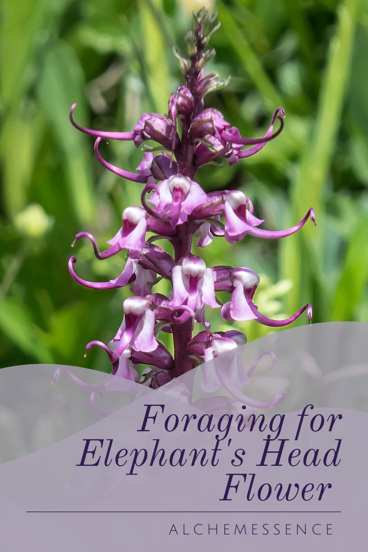 The Magic and Medicine of Elephant's Head Flower — Alchemessence™