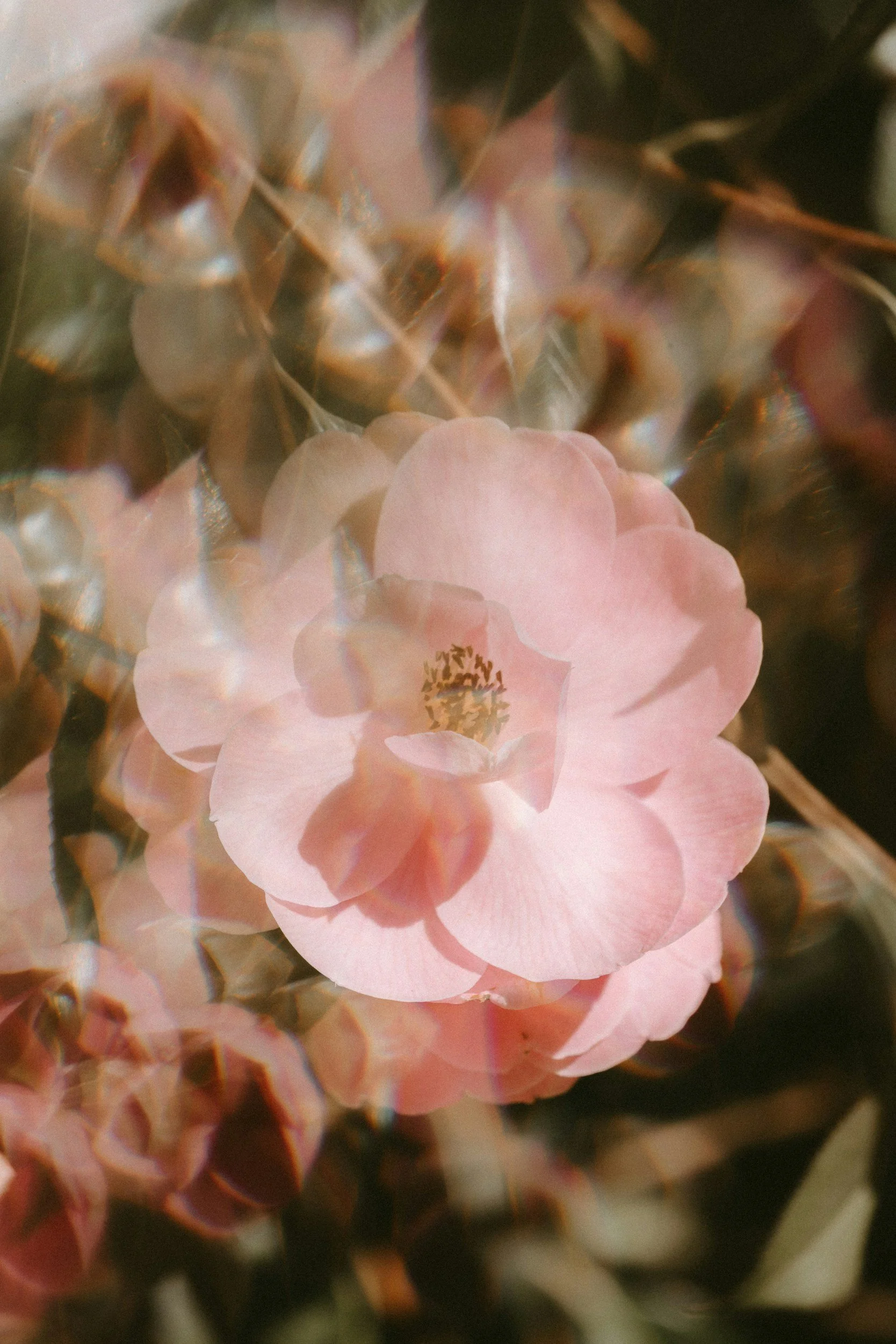 Close-up of a pink rose with blurred petals and leaves in the background, creating a dreamy effect.