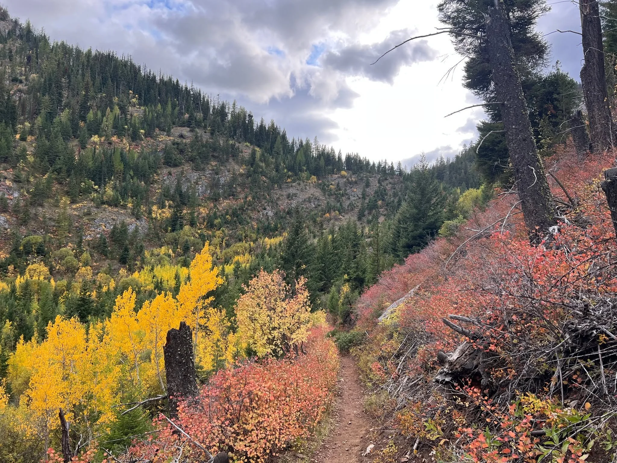 The AI Accent
A lot of what I read these days is email.
As I went through a few emails the other day, I got prompted to make defrosting fish a “calm foundation” for mealtime.
I mean…no? No I don’t need a calm defrosting ex