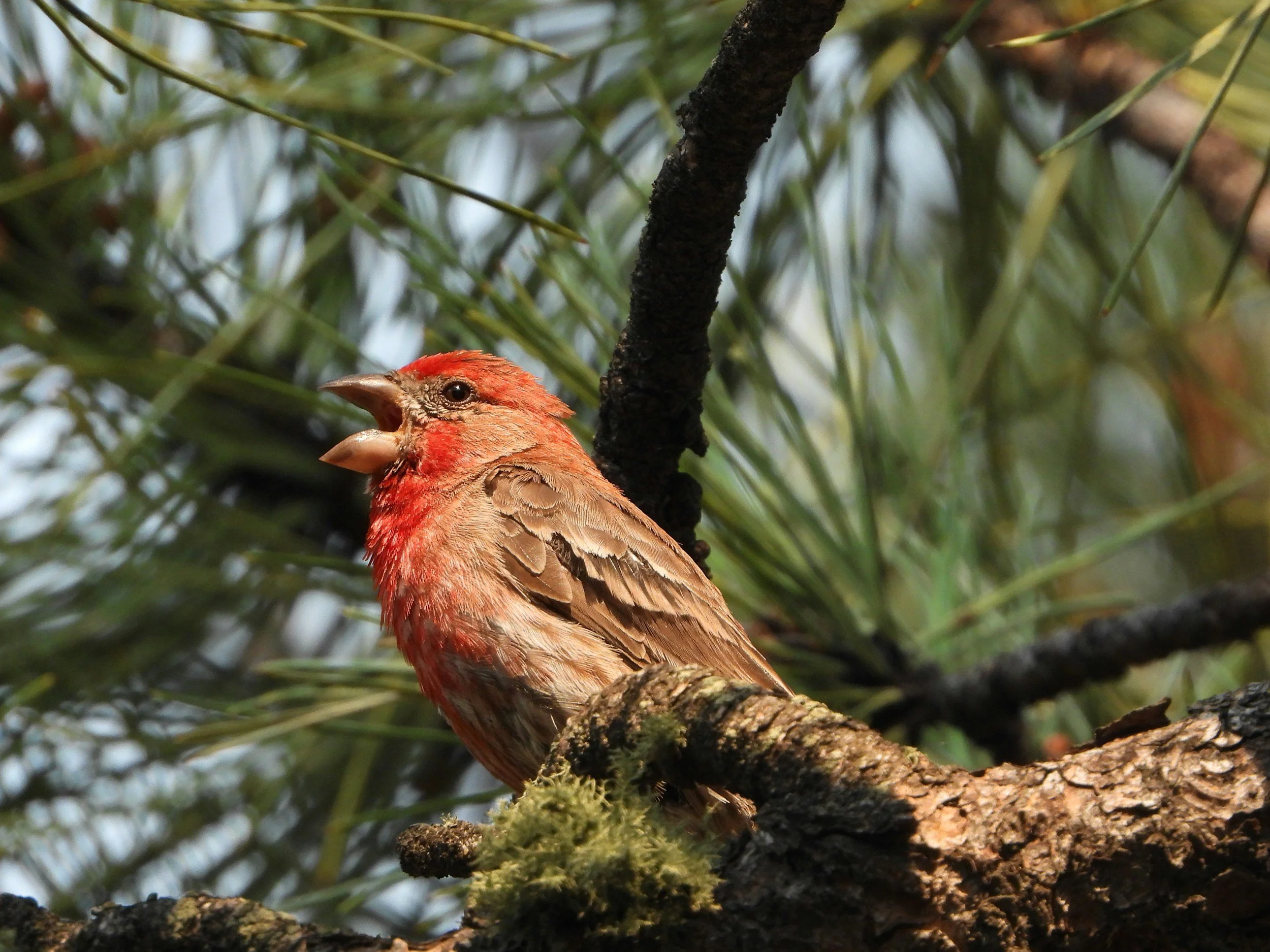 The Magic &amp; Medicine of Ponderosa Pine