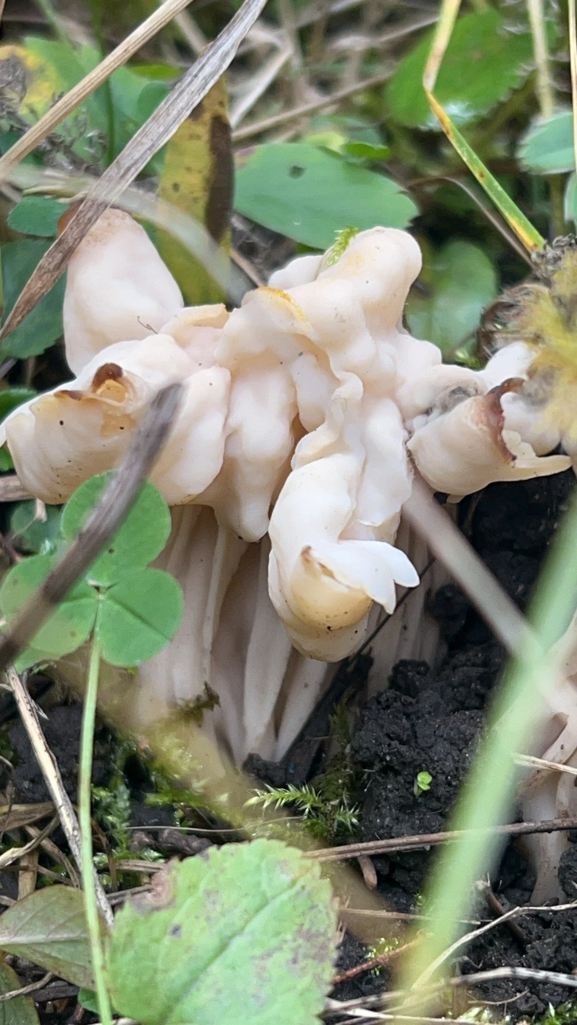 My Earth Element Anointing oil is made with roots and resins, lichens and fungi.

Roots and resins, I'm sure you can imagine: myrrh, vetiver...yum. 

But lichens and fungi? This is the magic of having an aromatic palette built over two decades 😉 

A