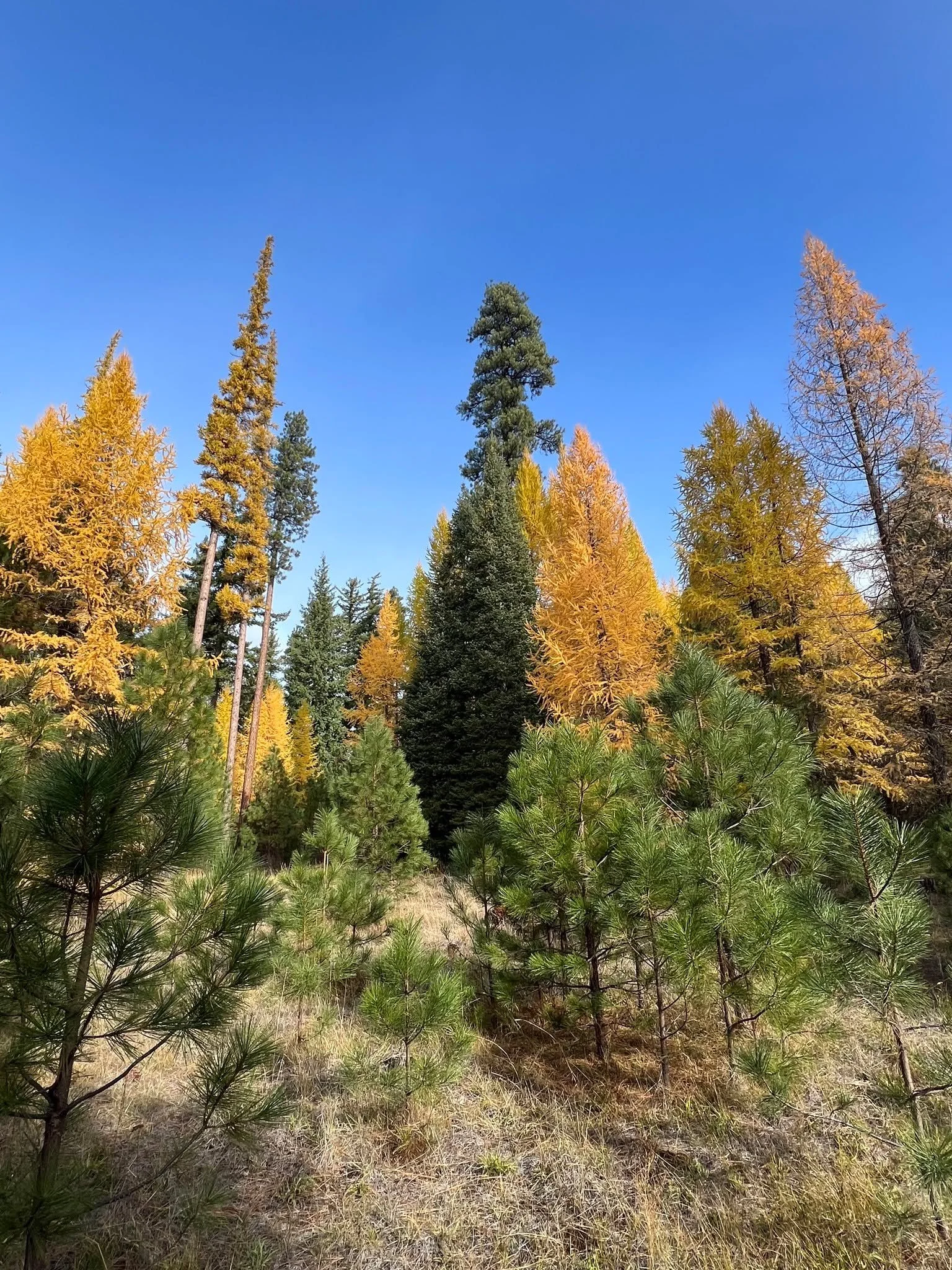 We are solidly in Scorpio season and I am fully immersed in Scorpionic vibes &ndash; which suits me well&hellip;I have a lot of Scorpio in my chart ;) Which is why I&rsquo;m so familiar with how our Scorpio friends are misunderstood. 

Scorpio has a 