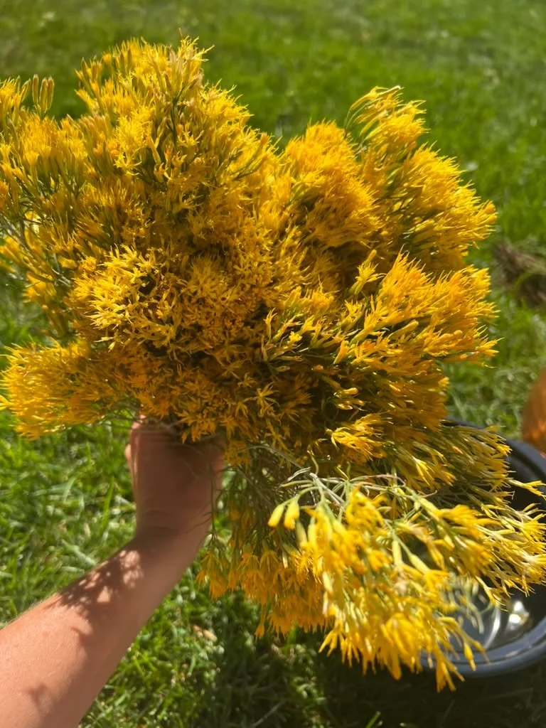 One of the hydrosols I have this year is rabbitbrush. I also made beautiful yellow paint with this lovely high elevation plant 🙂 
For those who don't know: This hardy plant was prized medicine among North American tribes, used to treat everything fr