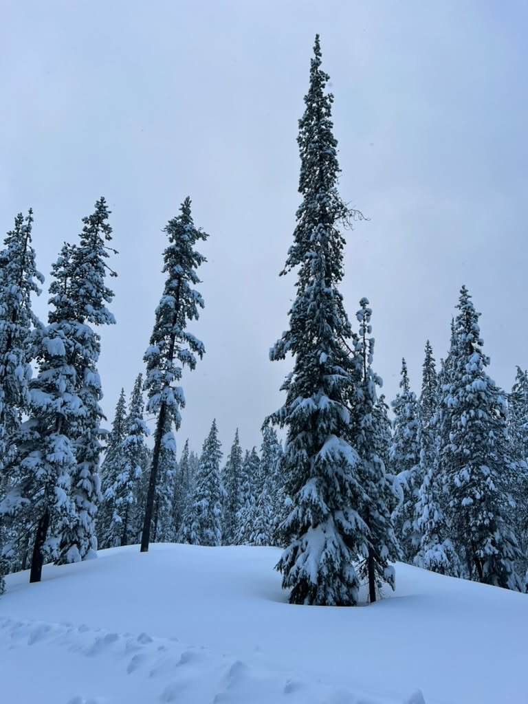 Join me for one final live class to close the year. A midwinter ceremony to retrieve your inner light for darker days, supported with a sacred aromatic anointing ceremony. 

This class is included for free with all paid Substack subscriptions - see L