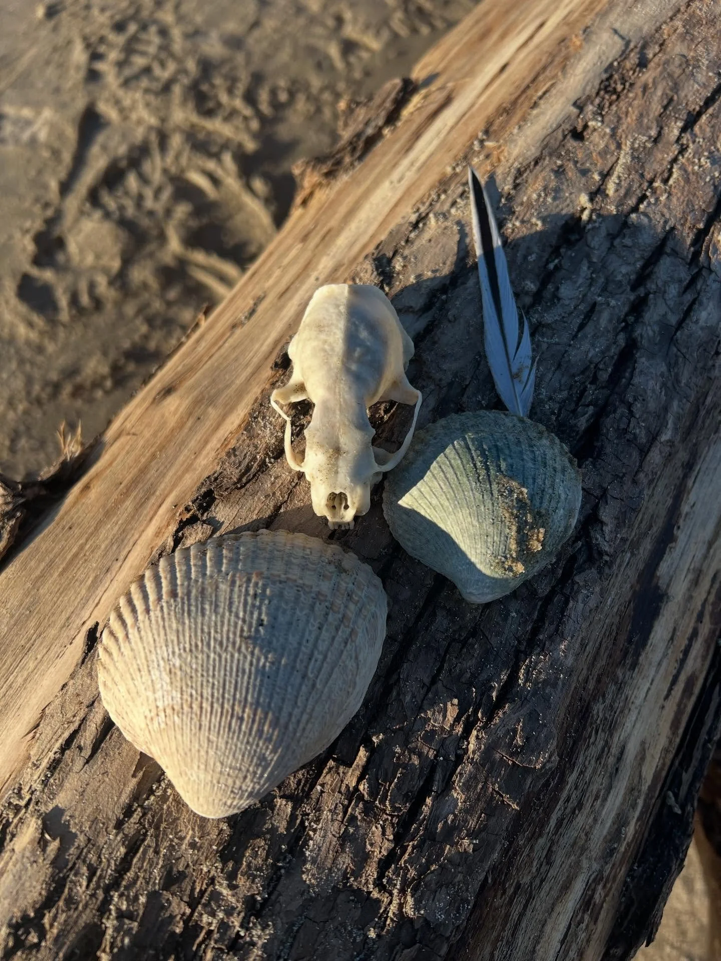 Gifts from the coast. What kind of skull do you suppose this is? #skull #oregoncoast