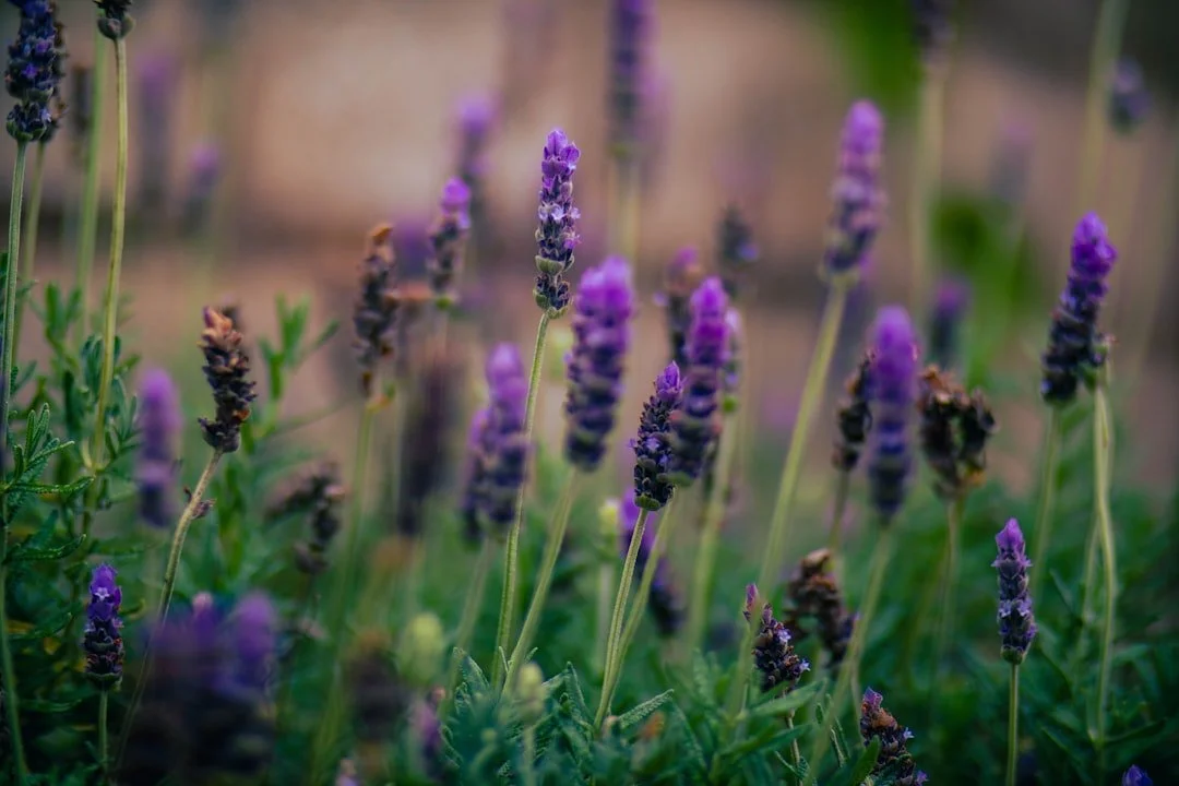 How to Choose a Sacred Aromatic — And How It Might Choose You