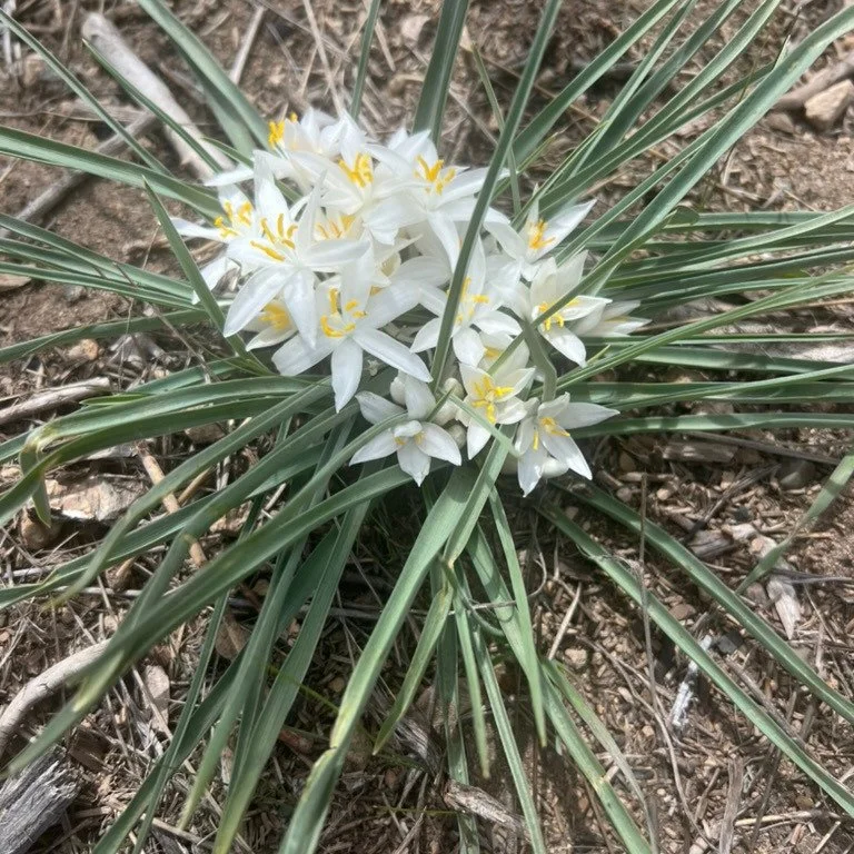This spring has already brought an abundance of fragrant blooms to my garden, and in the badlands near my home, sand lilies dot the terrain with an abundance of starry white blooms.

Sand lily is one of my favorite flower essences.

When I held the b