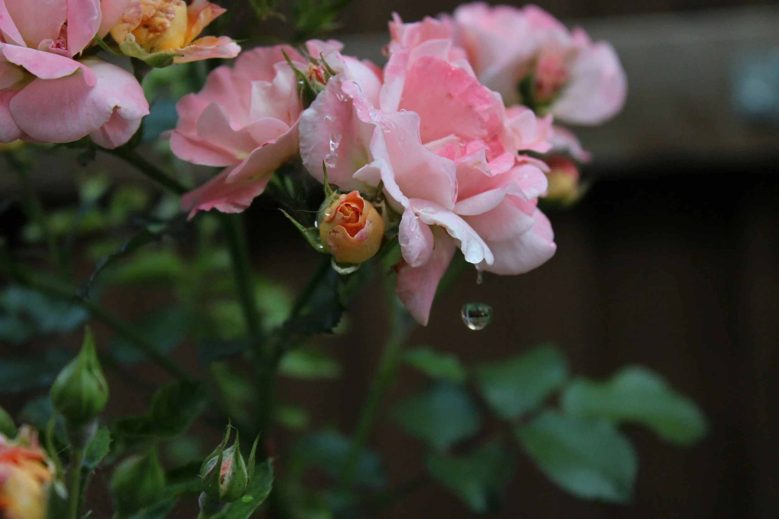 The Art of Elevated Naturals: A Plant Priestess's Guide to Sacred Aromatics