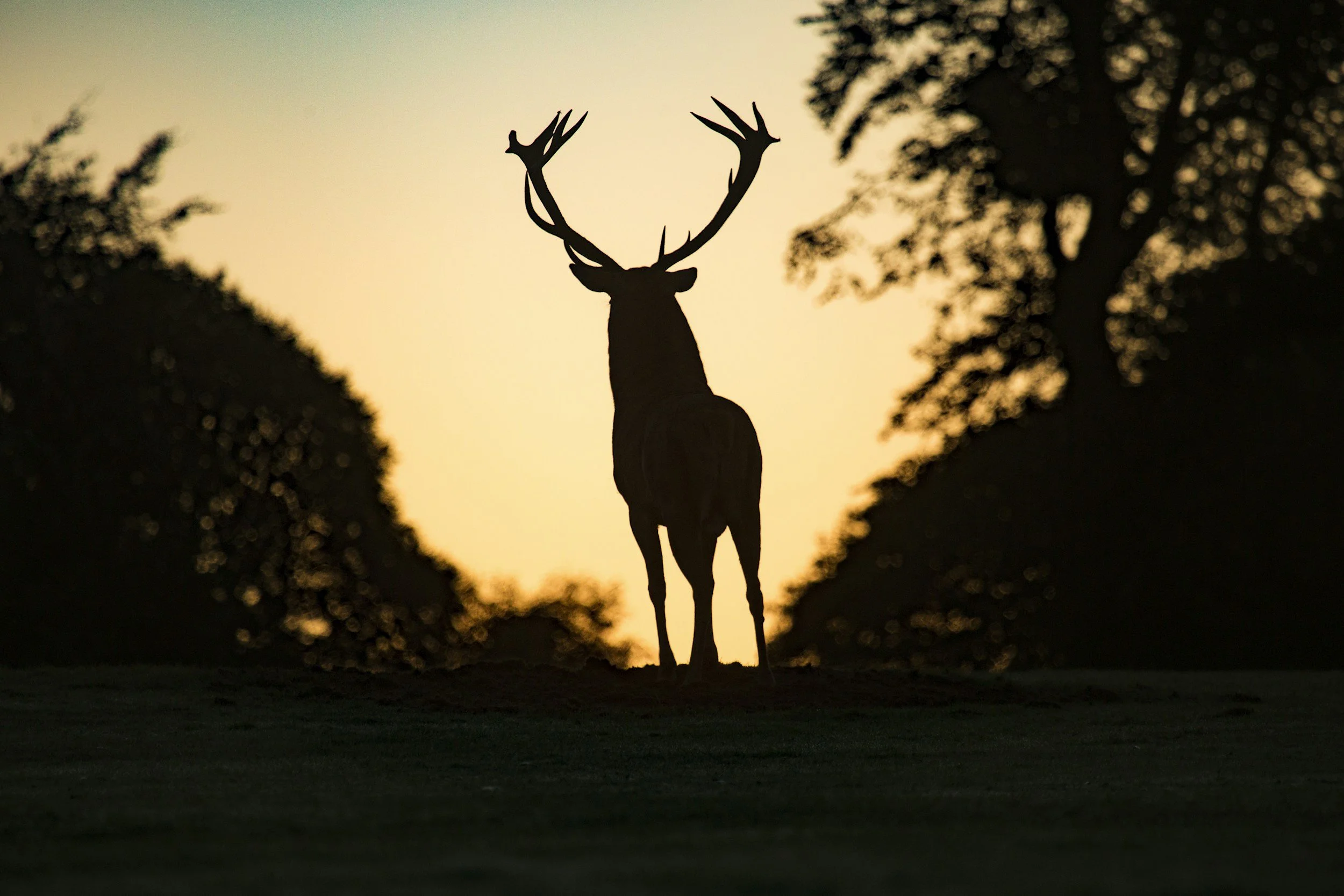 Silhouette of a deer with large antlers standing in a field at sunset, flanked by trees on either side.