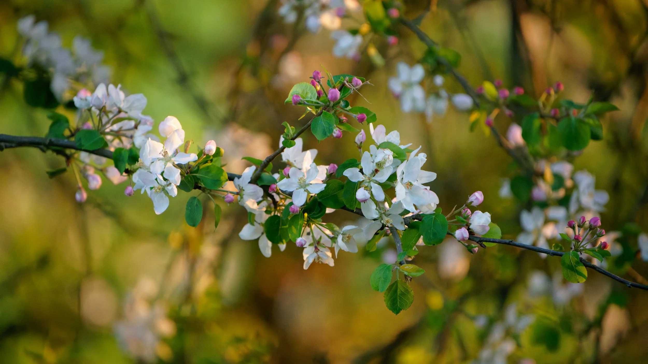 The blooms that shape our consciousness
