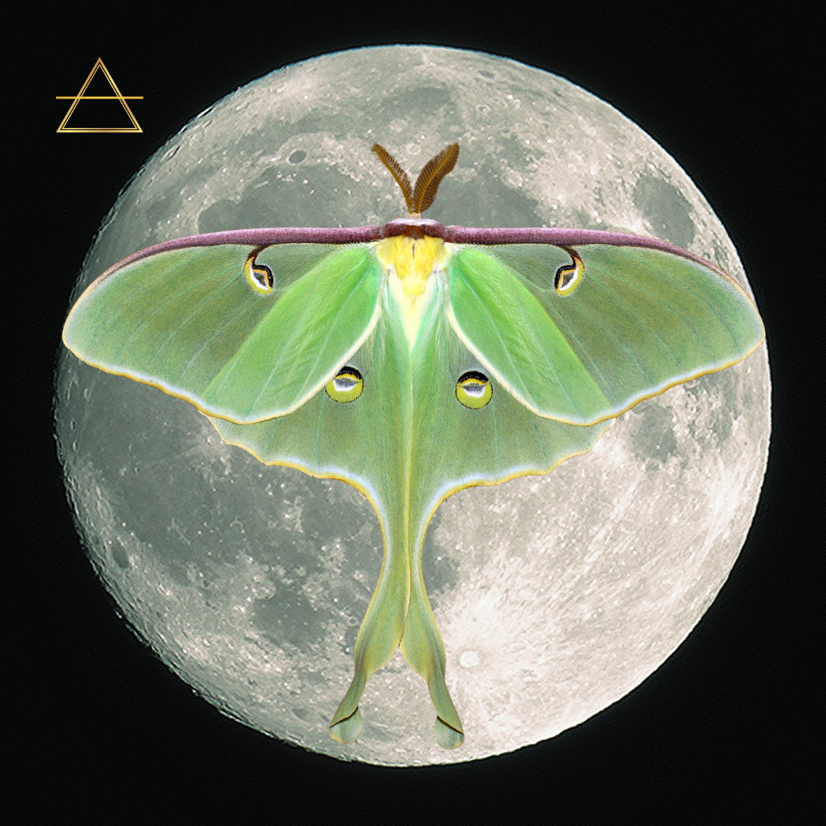 Luna Moth