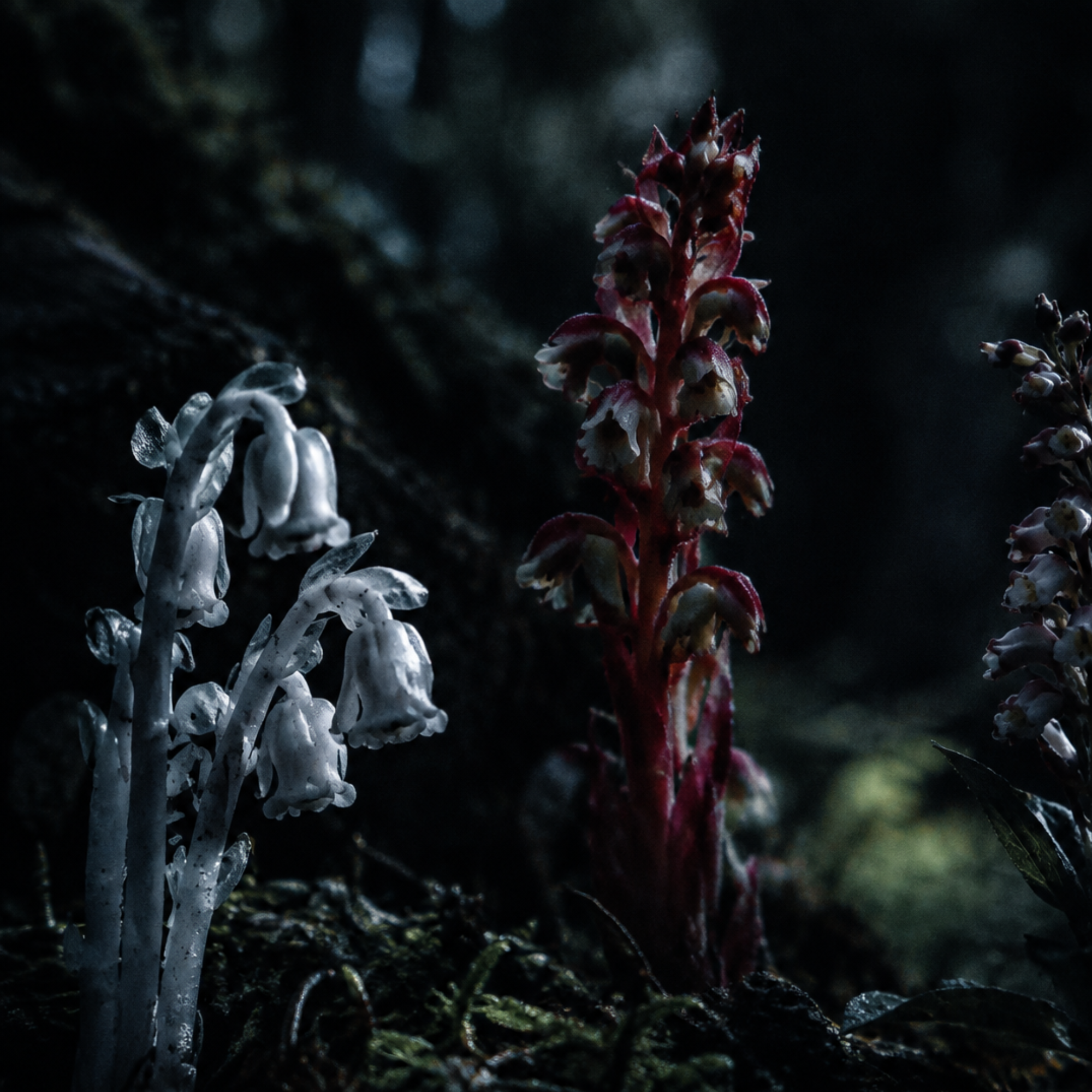 Mycelial Kin Essence Set