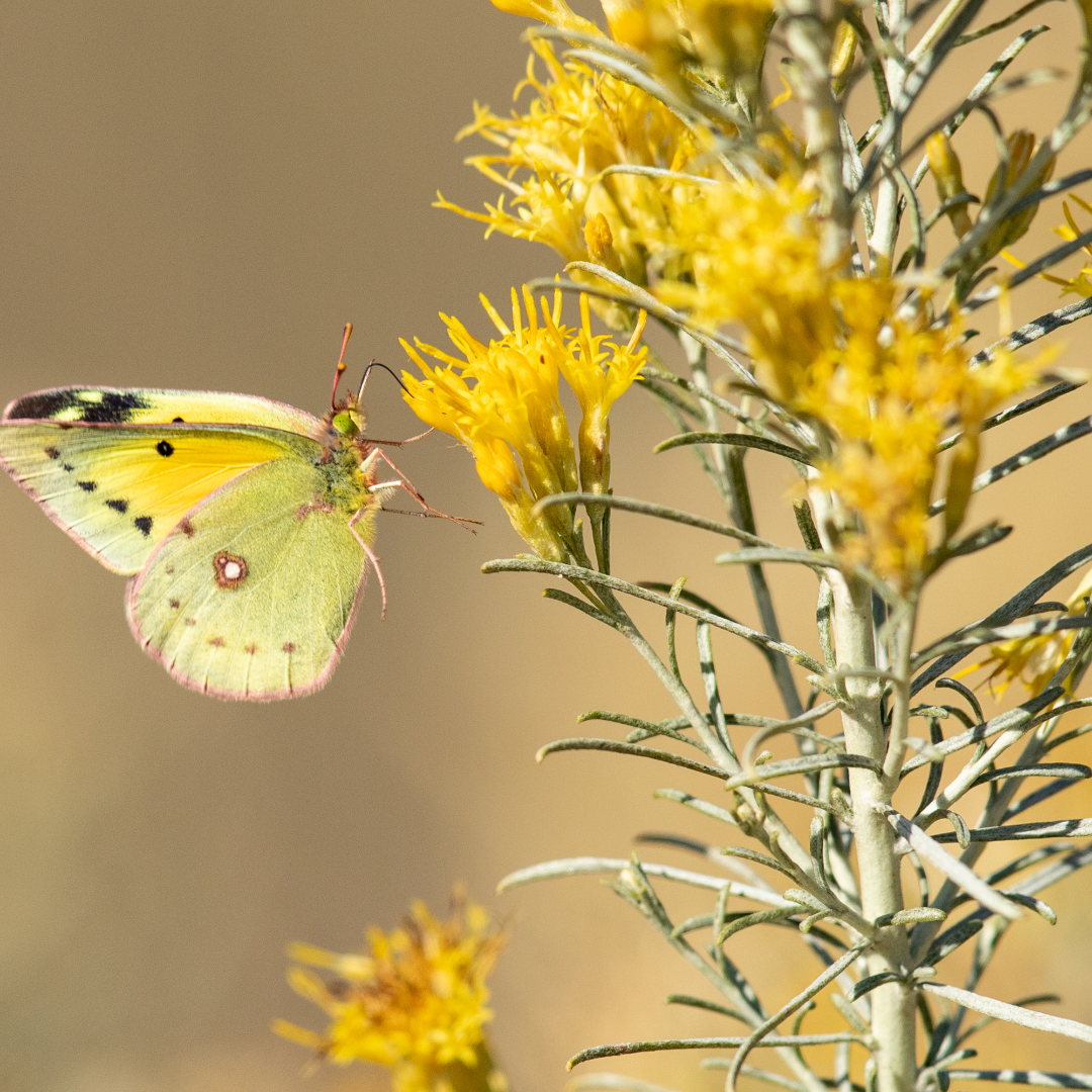 Rabbitbrush Hydrosol