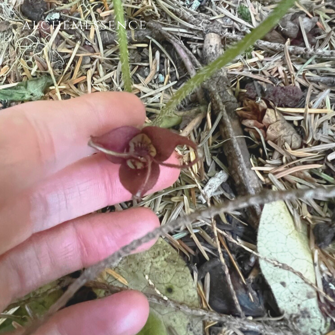wild ginger
