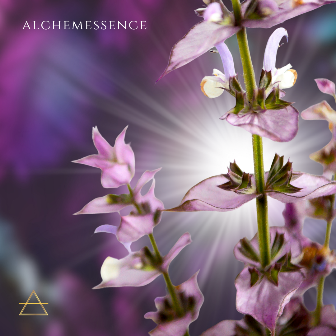 Clary Sage