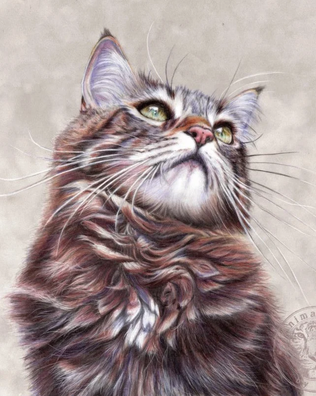 fluffy+cat.jpg