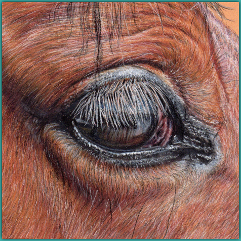 Horses Eyes Drawing