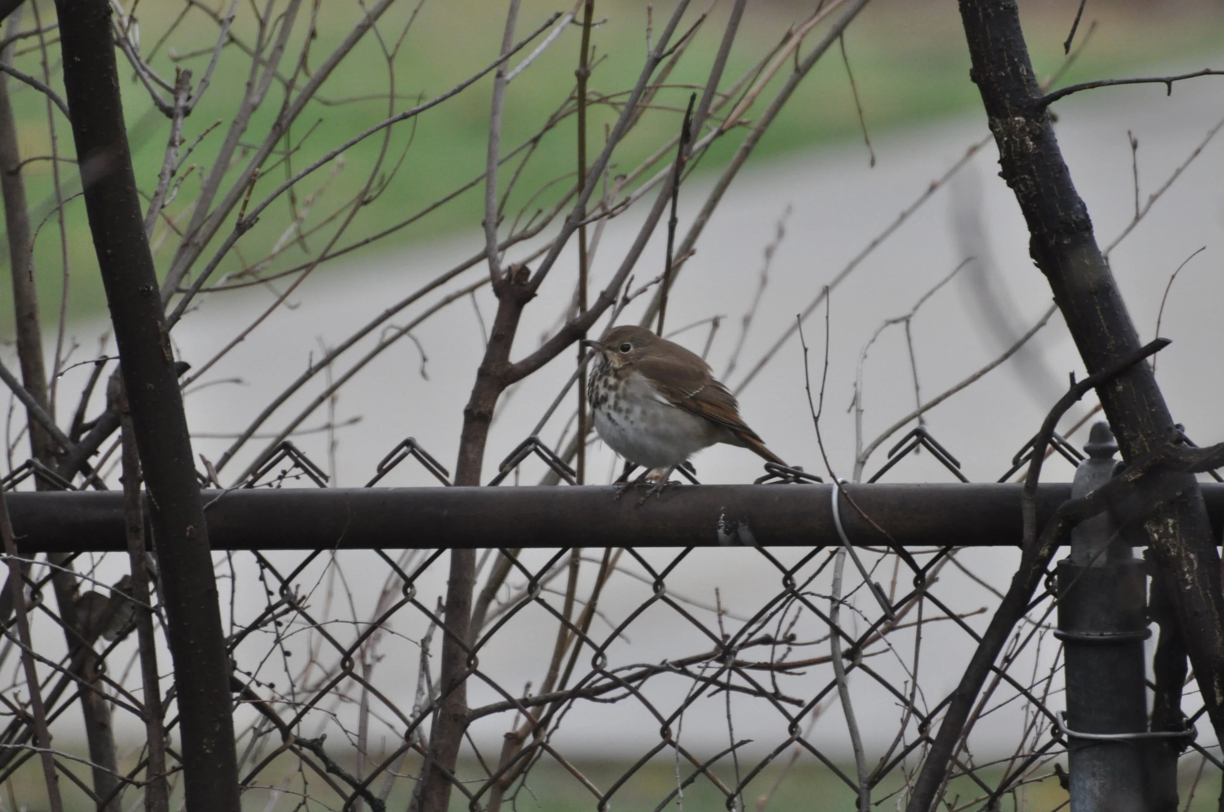Saw this little buddy passing through Michigan in April of 2019. A Hermit Thrush that stayed around in the area for a couple of hours and also hung out with some local robins!