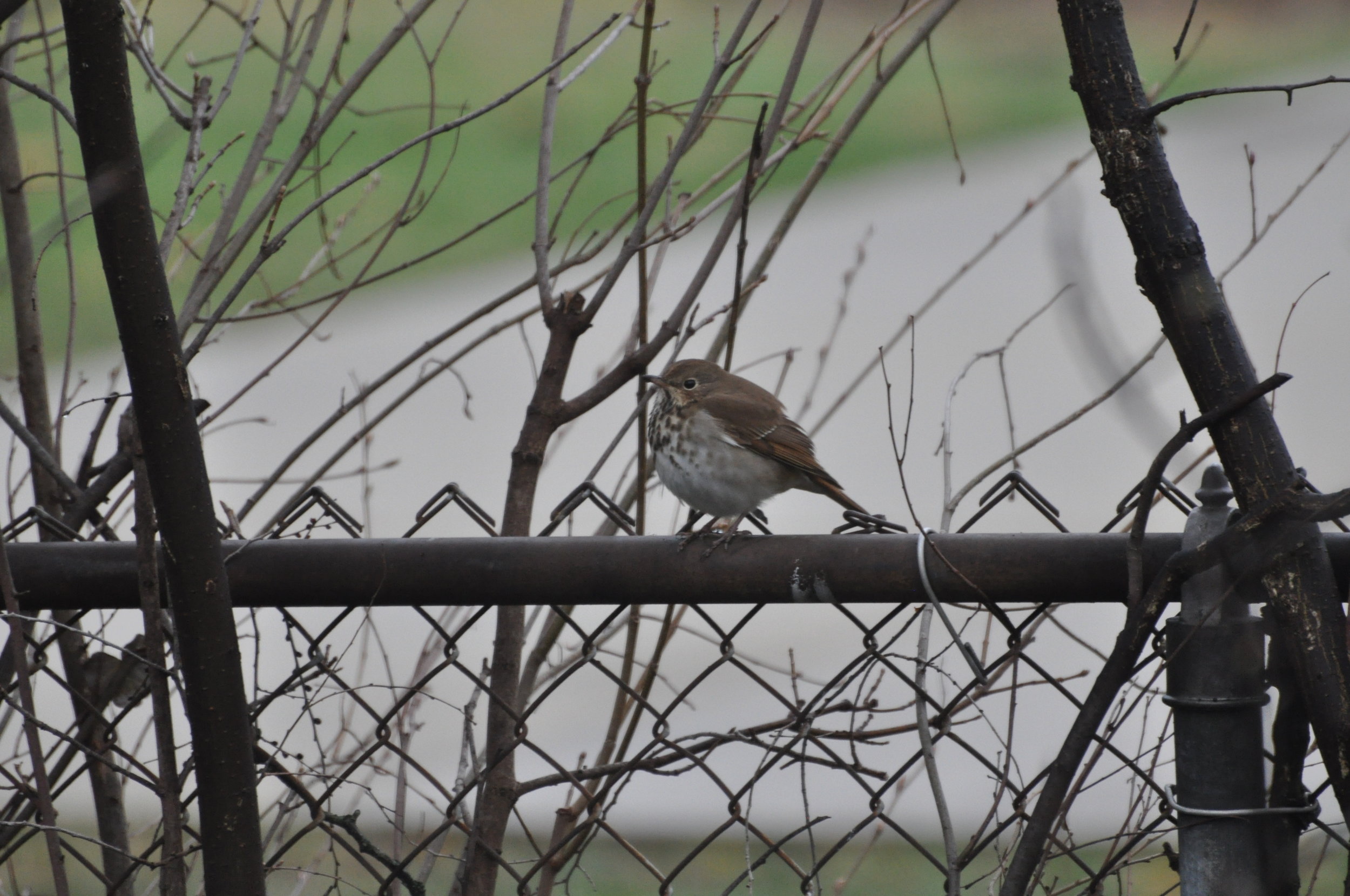 Hermit Thrush breezing through MI in Spring 2019