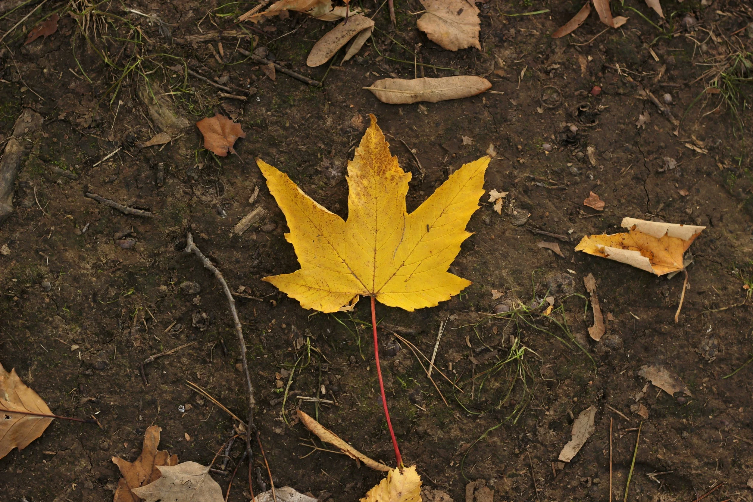 Earthing and Earthing Products