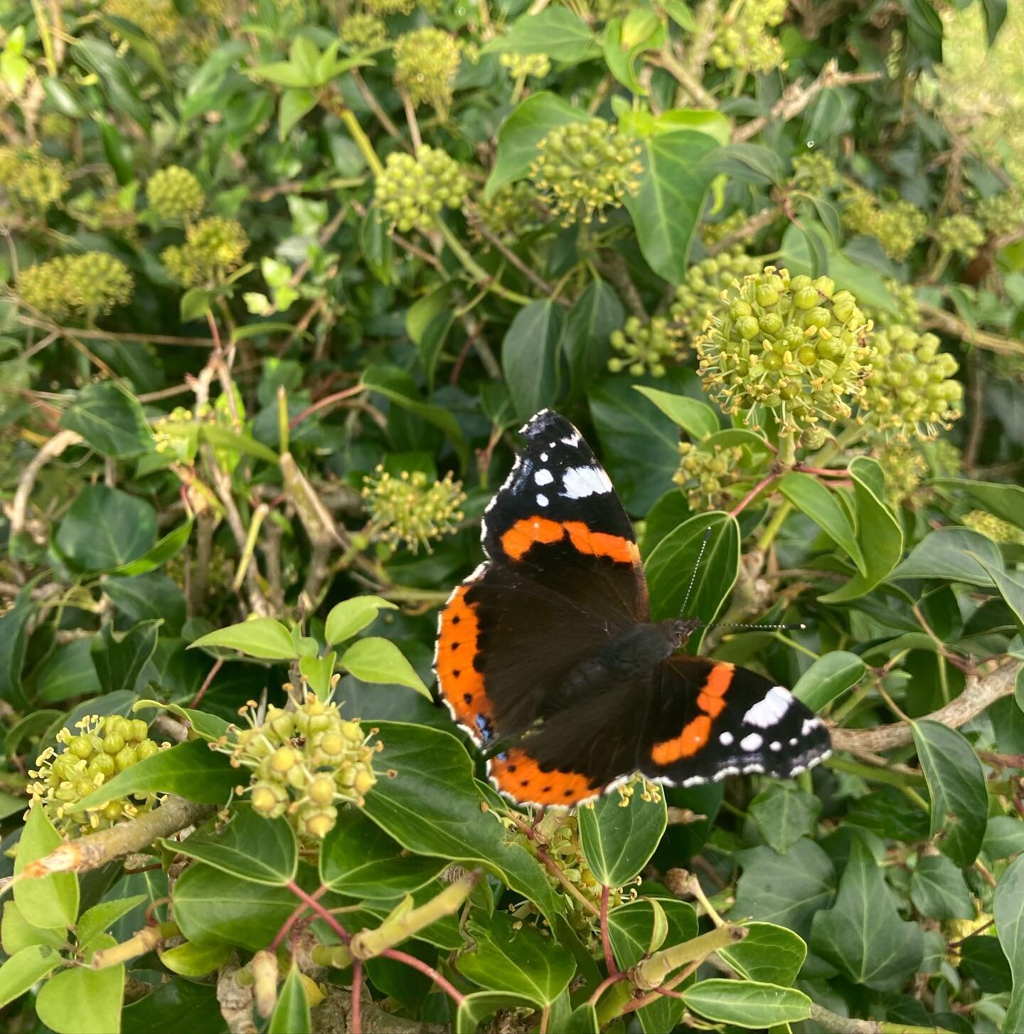 Loads of red admirals out at the moment, gorging themselves on the ivy flowers