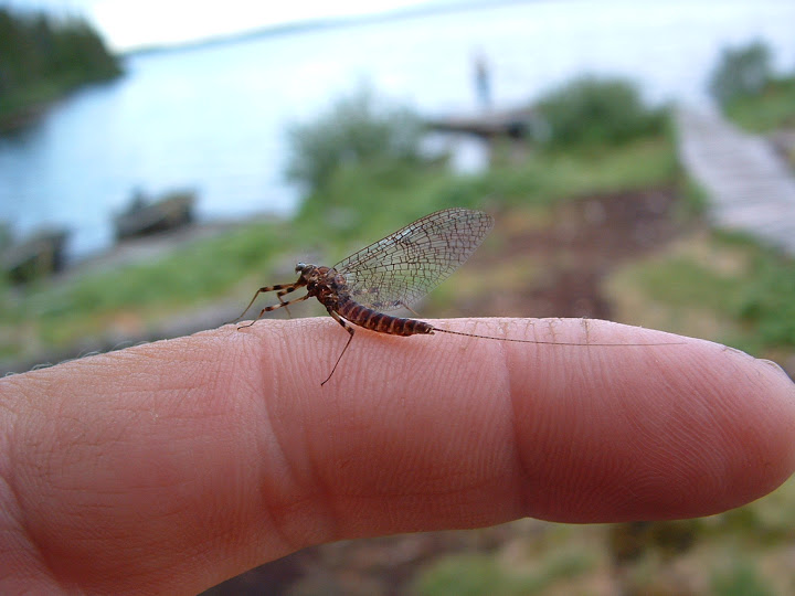 Mayfly-11.jpg