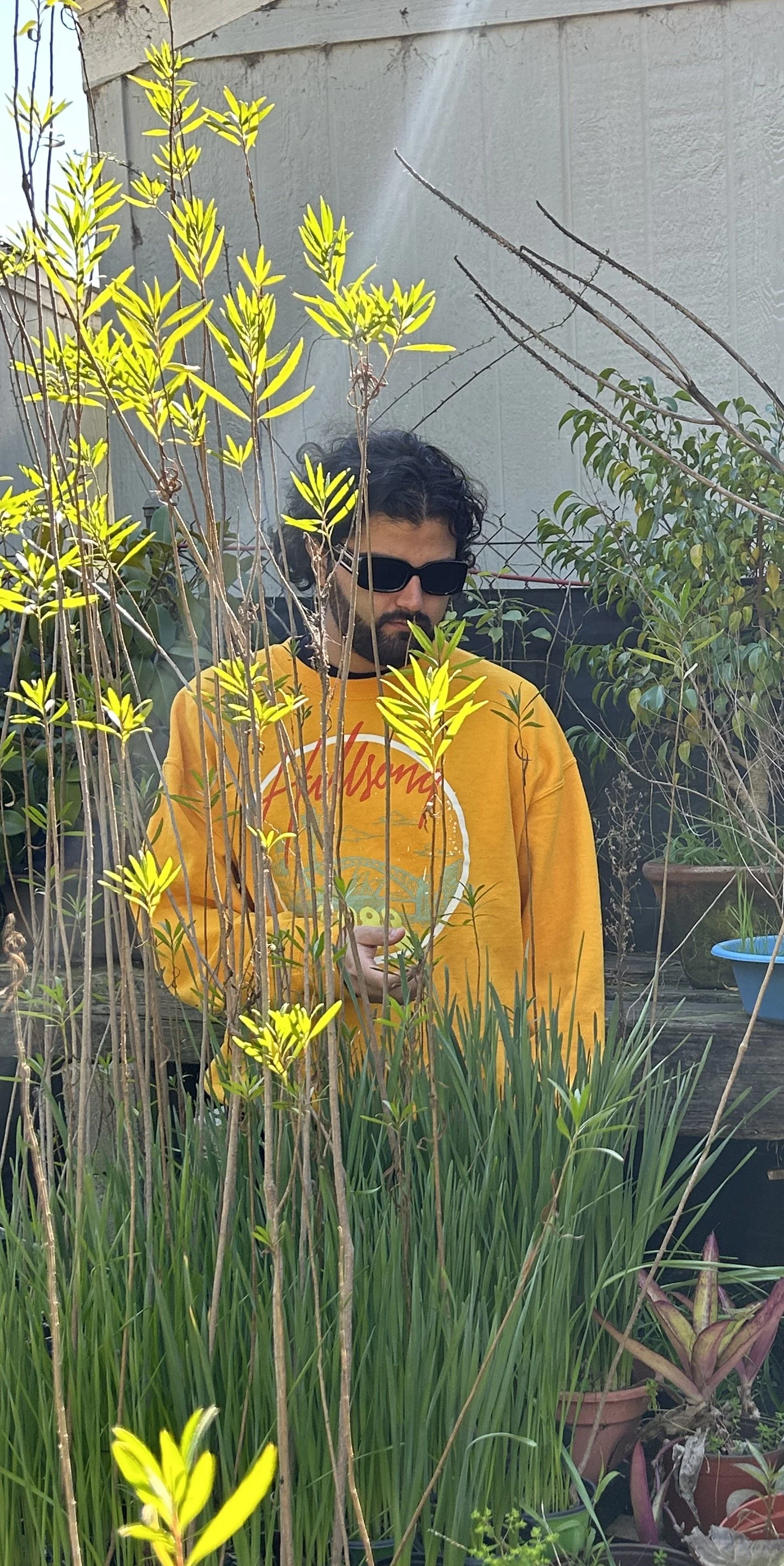 yellowflowers.JPEG