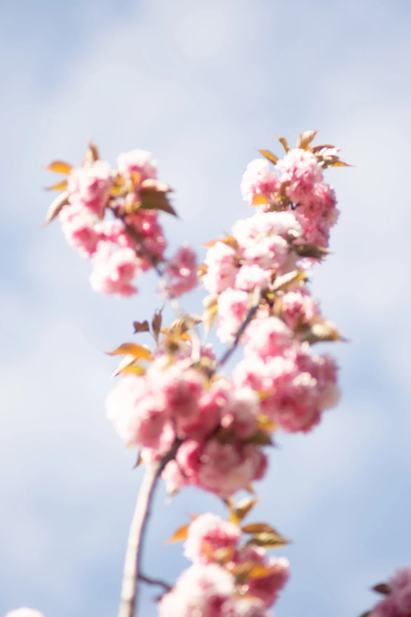 DSCF8147.jpg