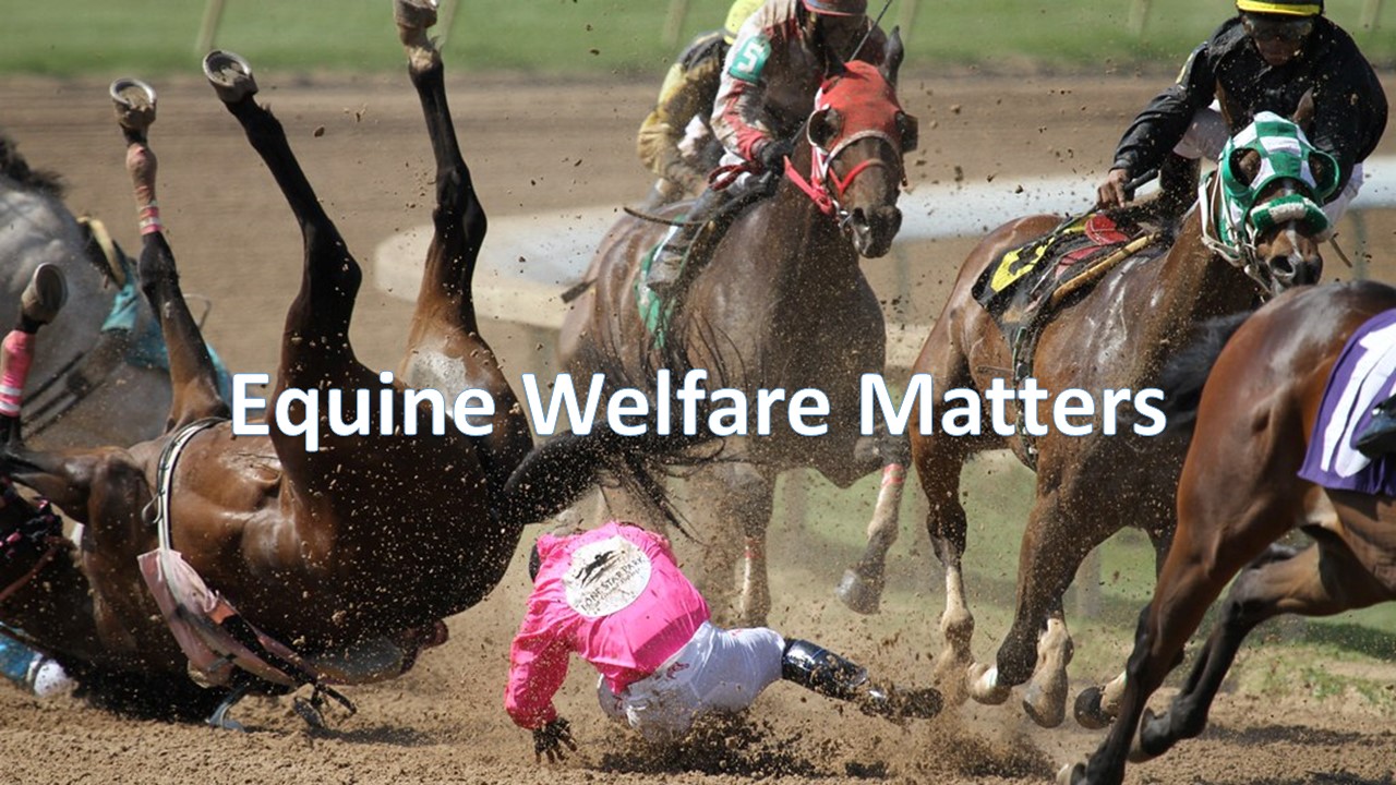 Equine Welfare Matters.jpg