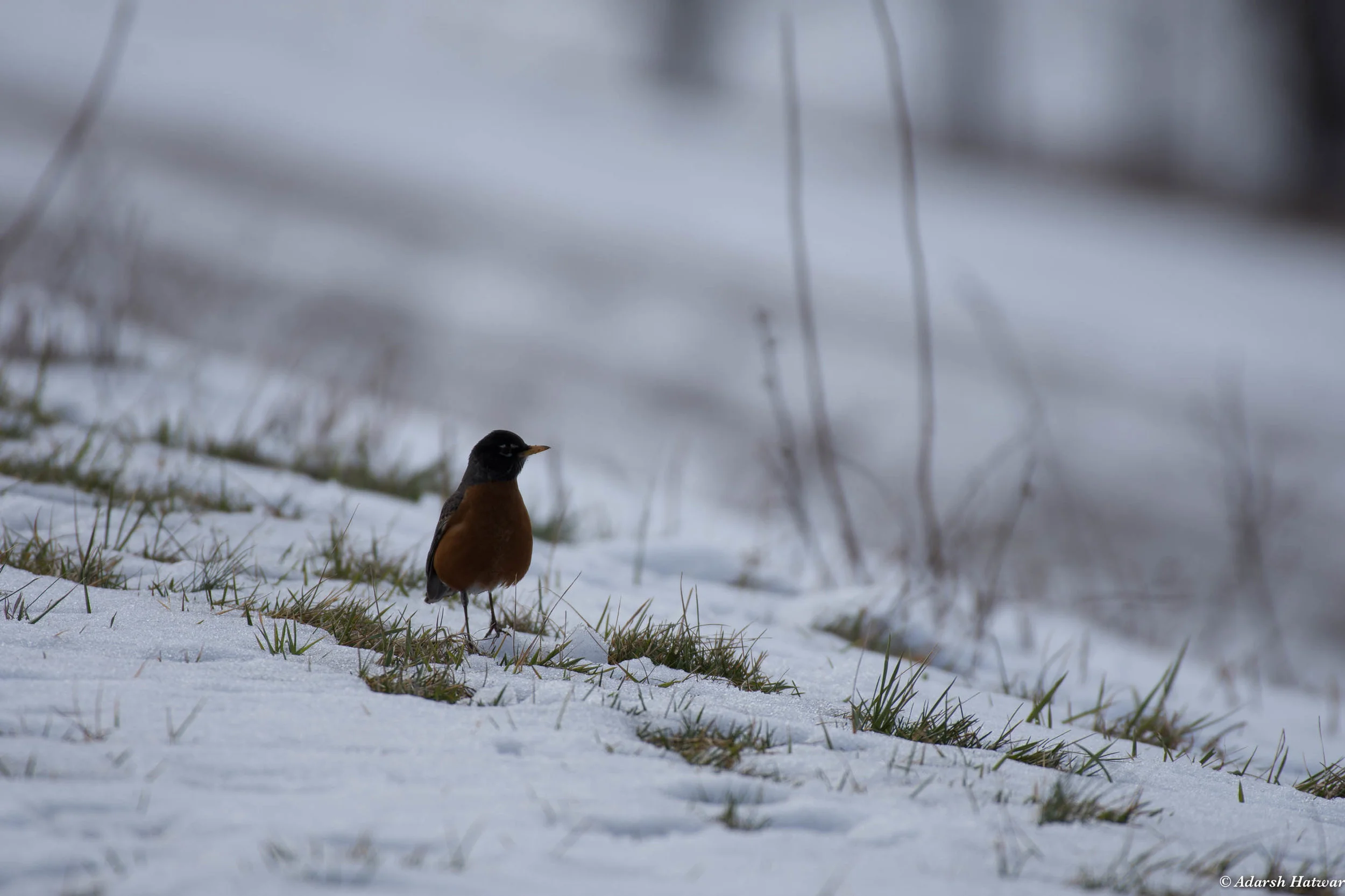 wb_dsc_5553.jpg