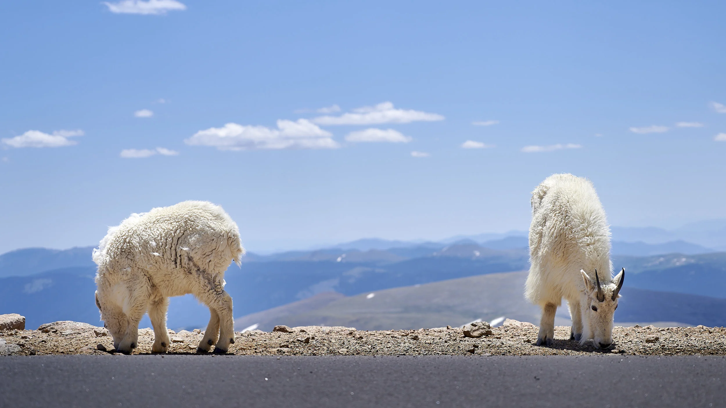 This pair of mountain goat kept us company for the entire time we were at the summit