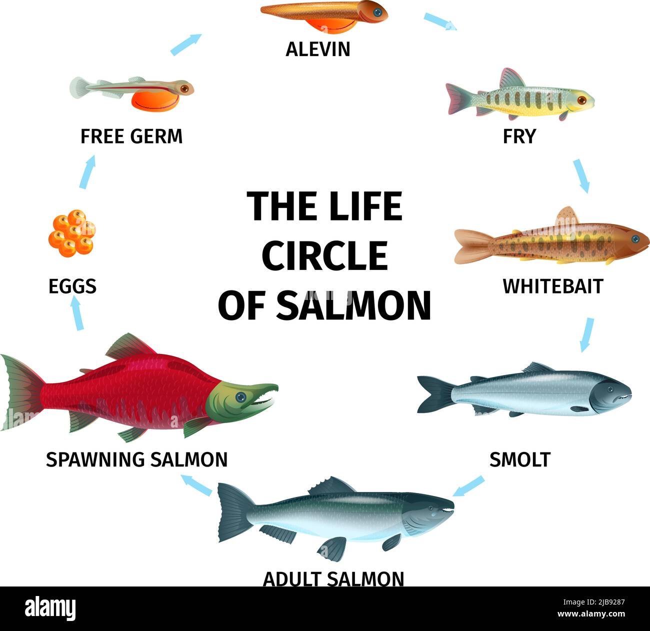 round-life-cycle-salmon-composition-with-circle-shaped-flowchart-and-images-of-fishes-of-different-age-vector-illustration-2JB9287.jpg