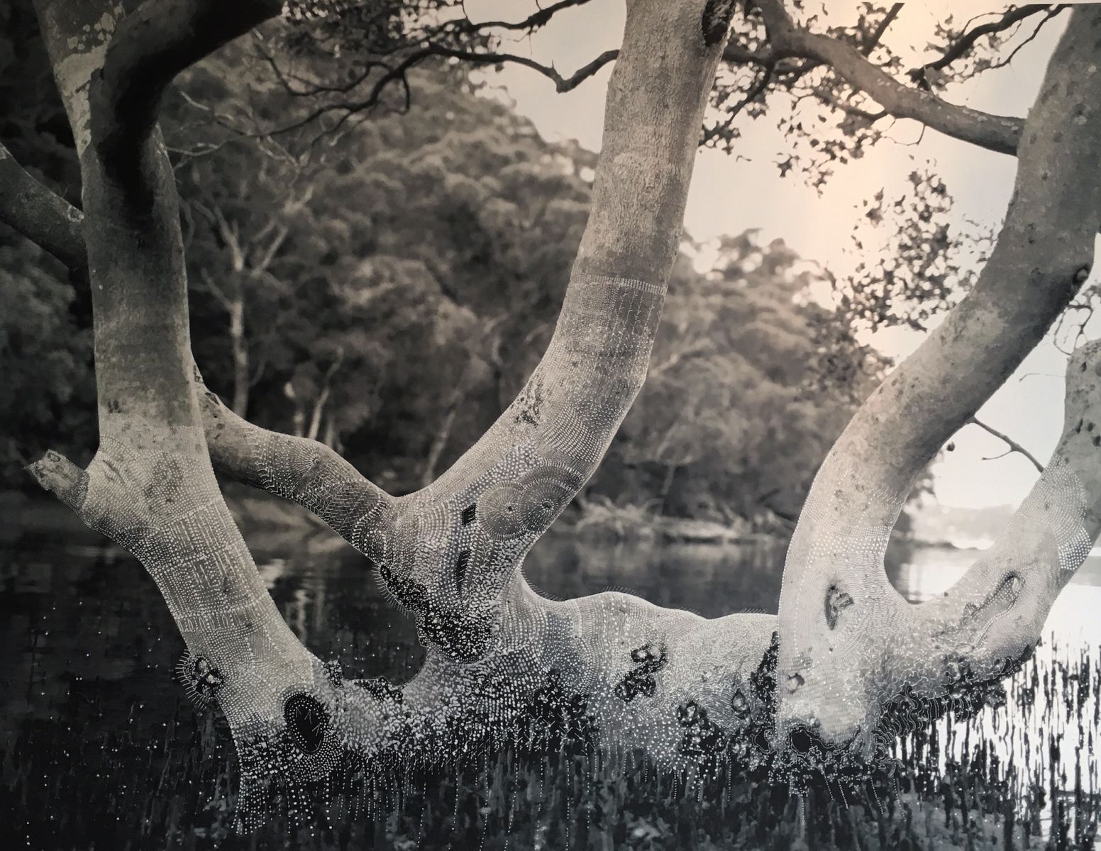 Mangrove tree – Summer