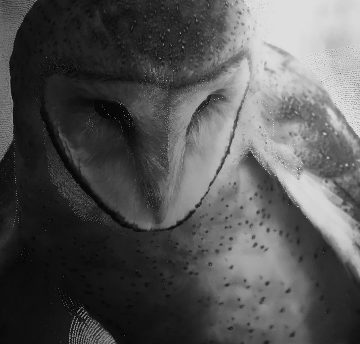 Owl of tranquillity