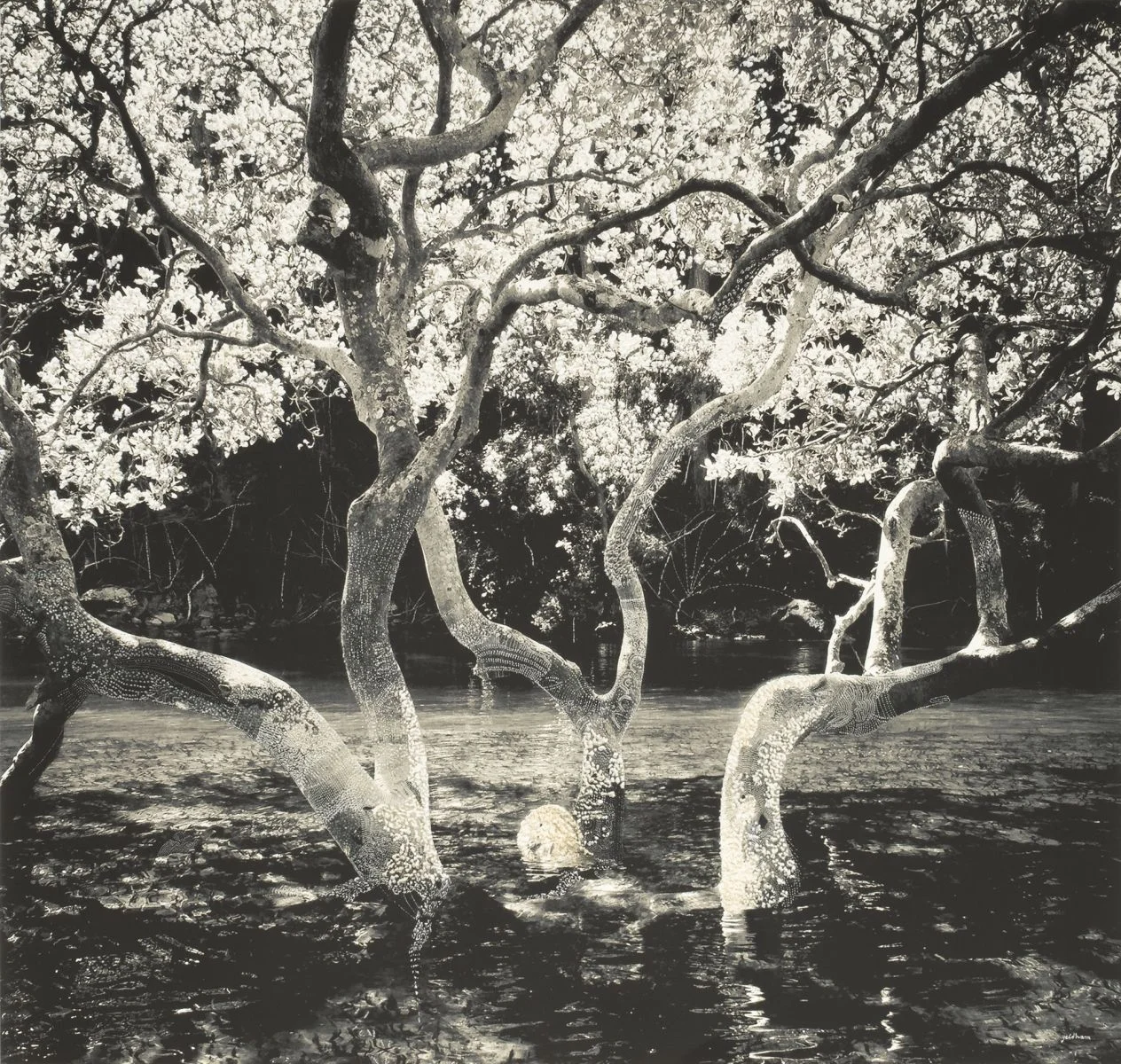 Surrender Tree - Morning Bay