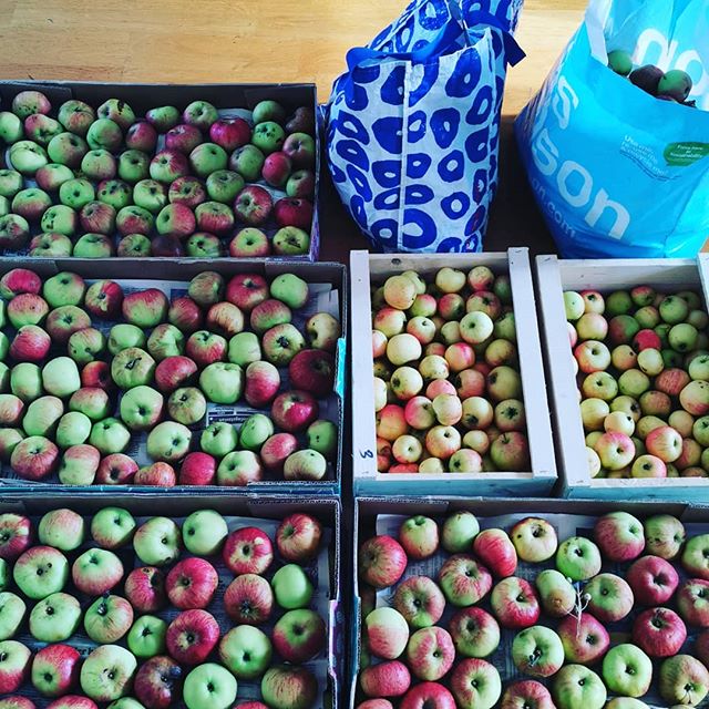 50 kg &auml;pple blir 25 liter cider eller vin&auml;ger