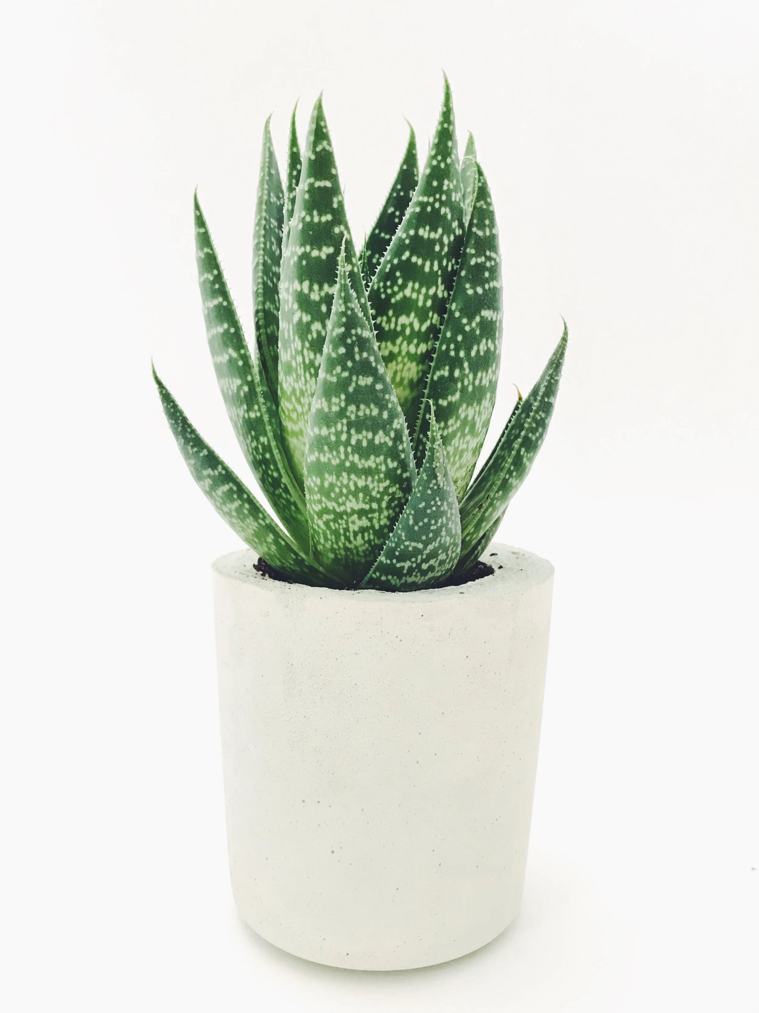 homemade hand cream with aloe vera