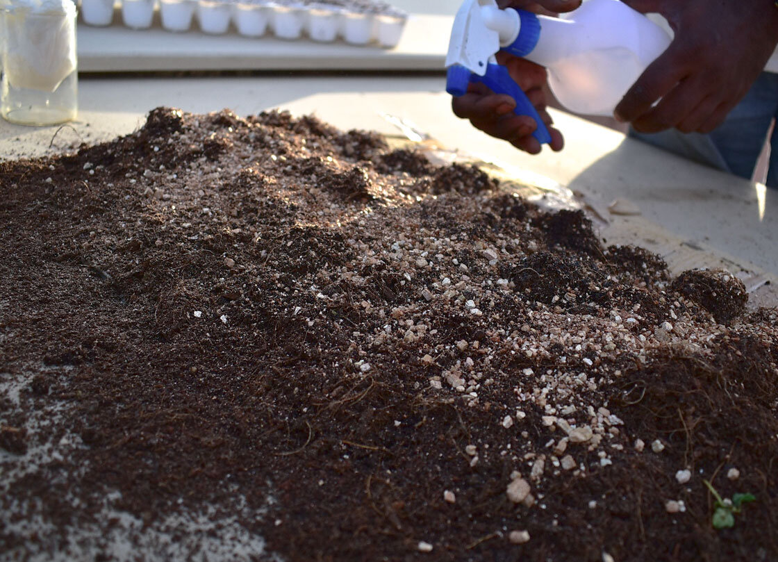 Mixing vermicompost and cocopeat while spraying water (Copy)