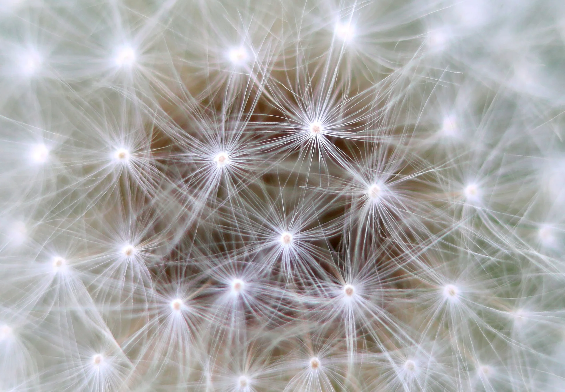 dandelion.jpg