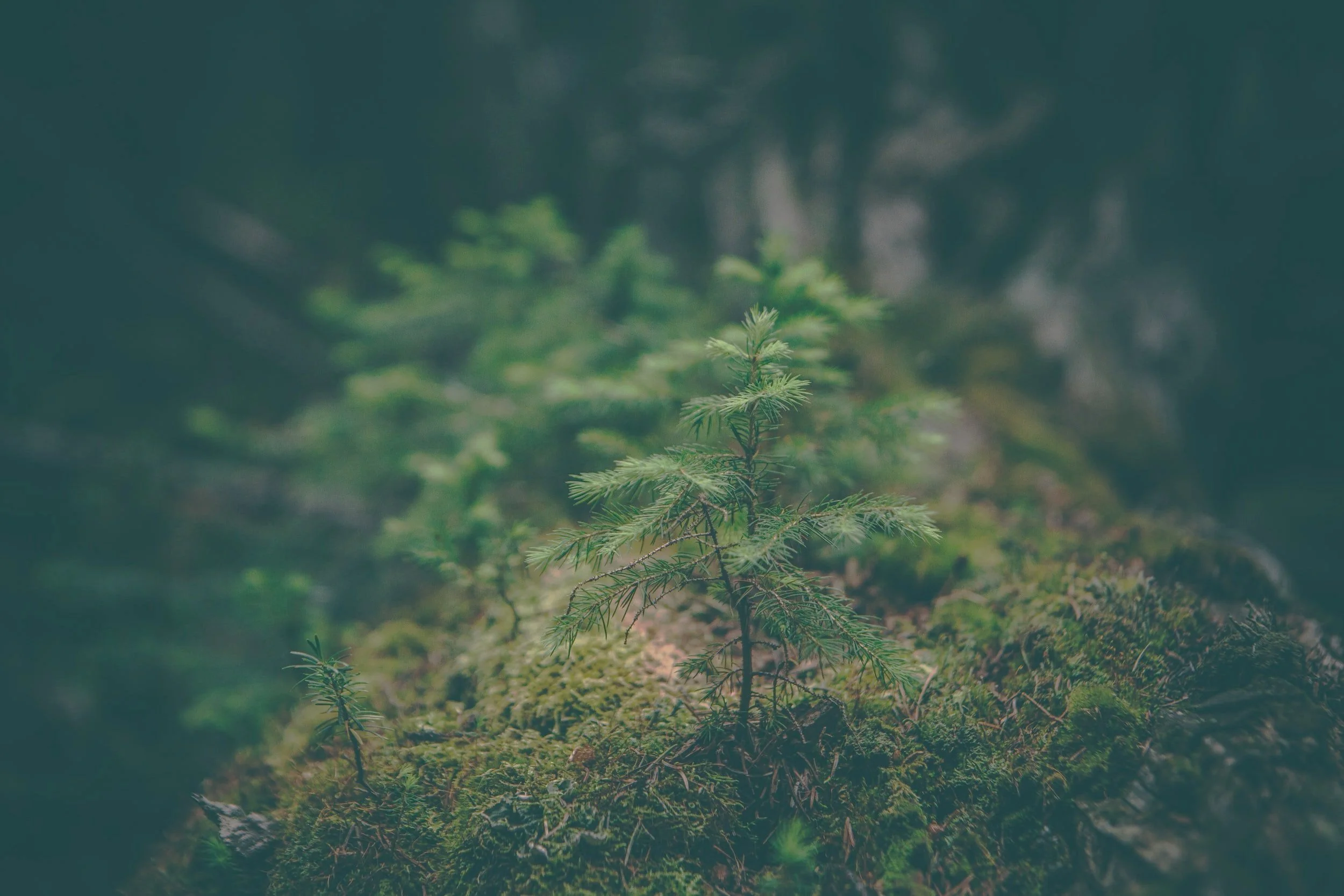 Talks and Podcasts for The Story of Gaia