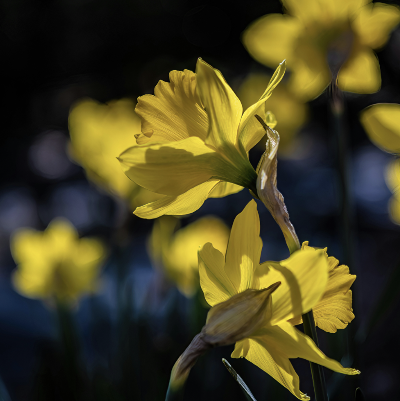 Our Equinox Newsletter: The Rites of Spring - A Living Universe Emerges
