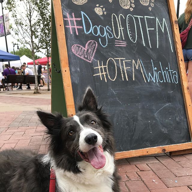 It&rsquo;s Bella&rsquo;s favorite day of the week - Farmers&rsquo; Market Day! It&rsquo;s Dog Day at @otfmwichita , so Bella wanted to tell you about a few of her favorite booths: -

@happytailspetbakery has the best doggy treats, and the best ice cu