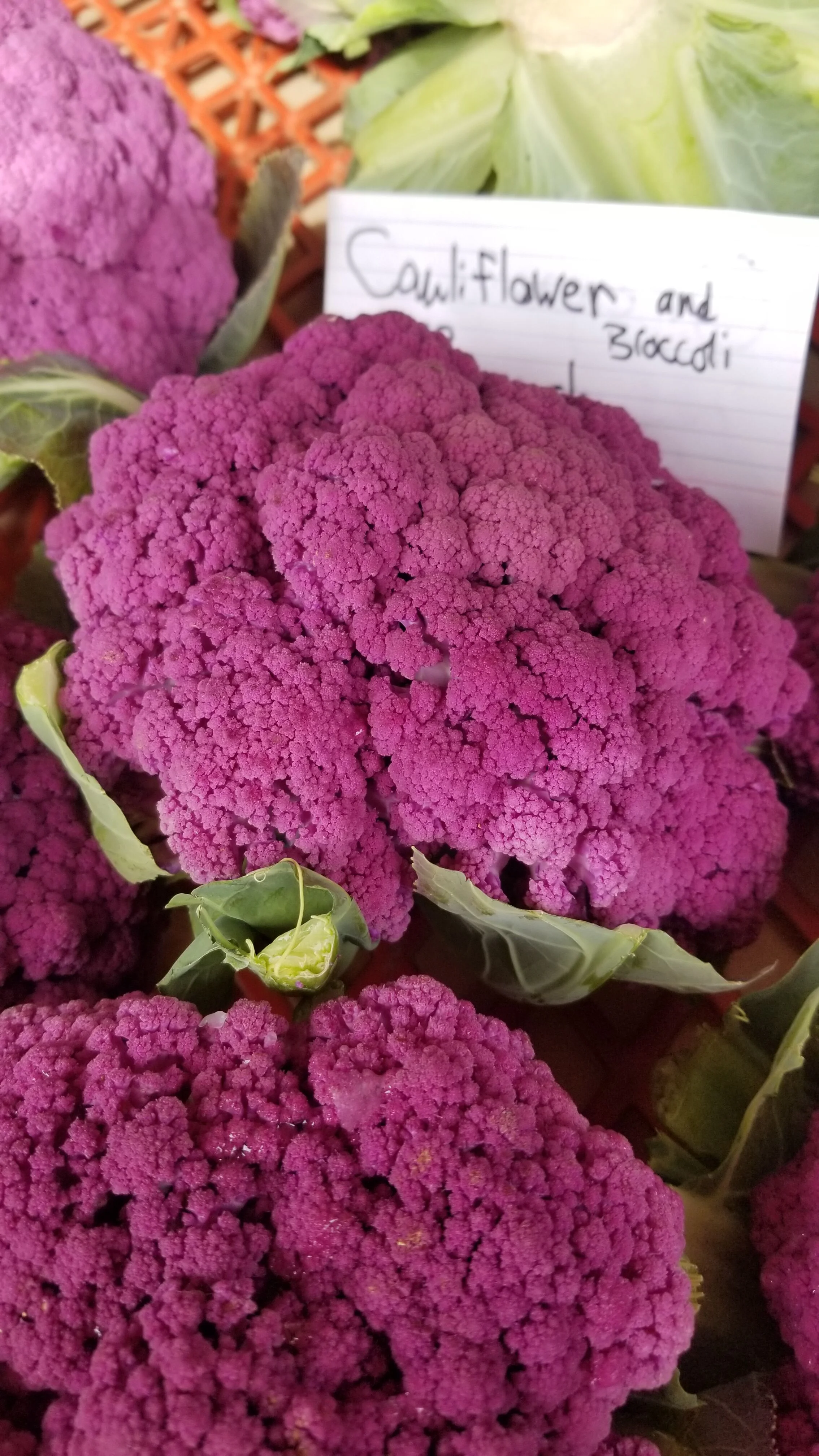 Episode 17: Brassica