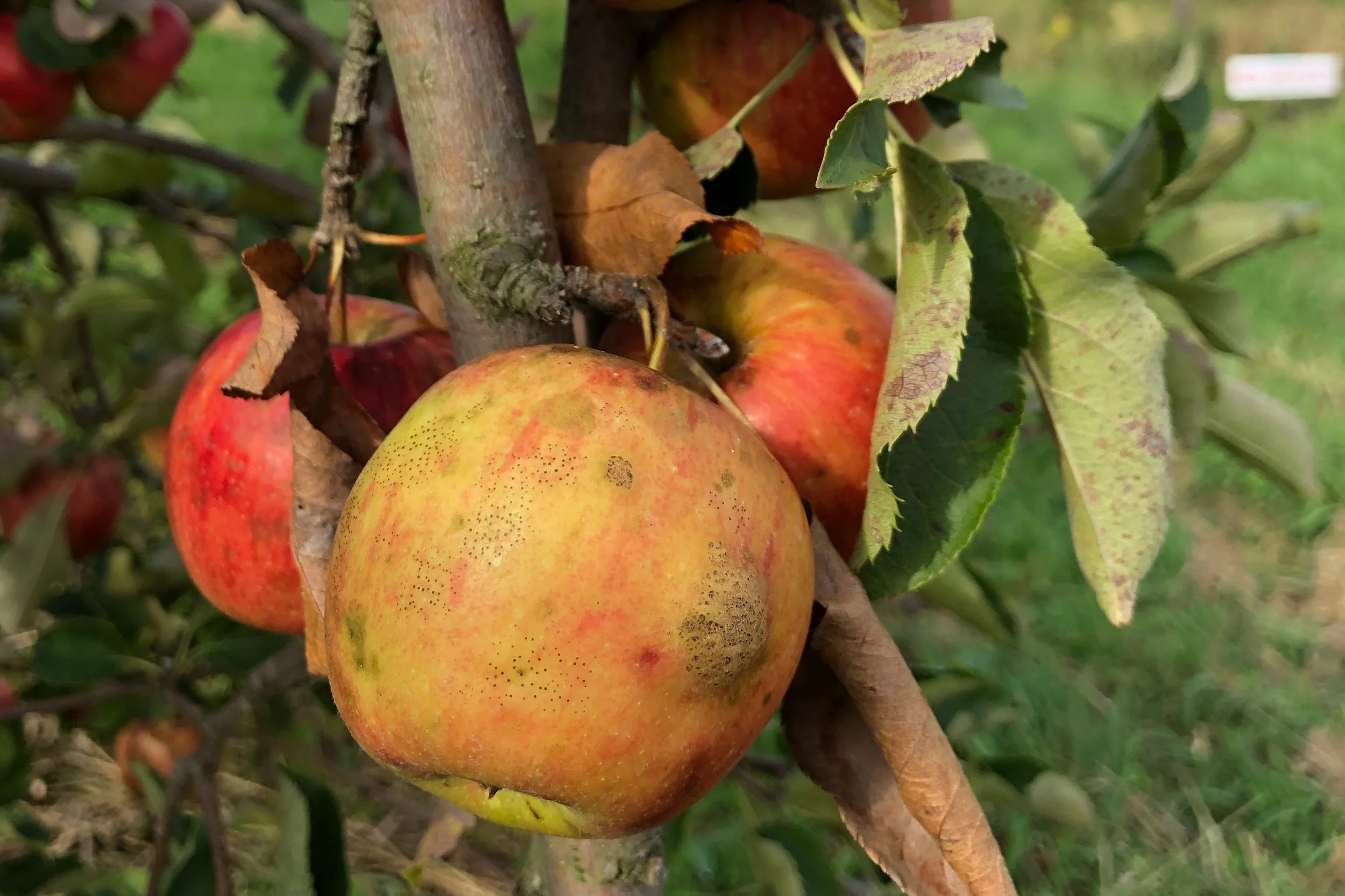 Fly Speck is a fungal disease that covers the apple peel with clusters of dark freckles. The freckled peel has no impact on the taste or texture of the apple. It can be eaten as normal, directly from the tree!