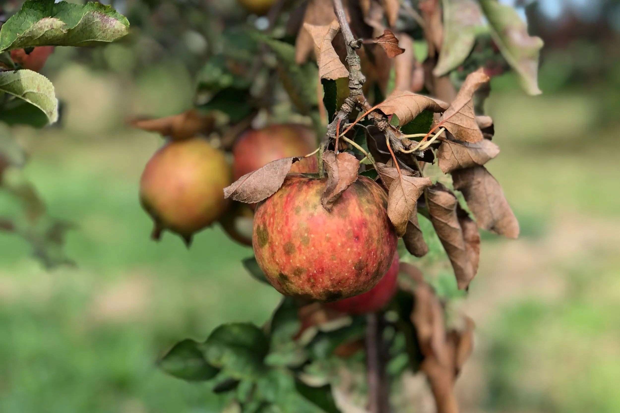 Sooty Blotch is a fungal disease that looks like a pale green to black birthmark. These apples are as crisp an delicious as any fresh apple and may be eaten straight from the tree.