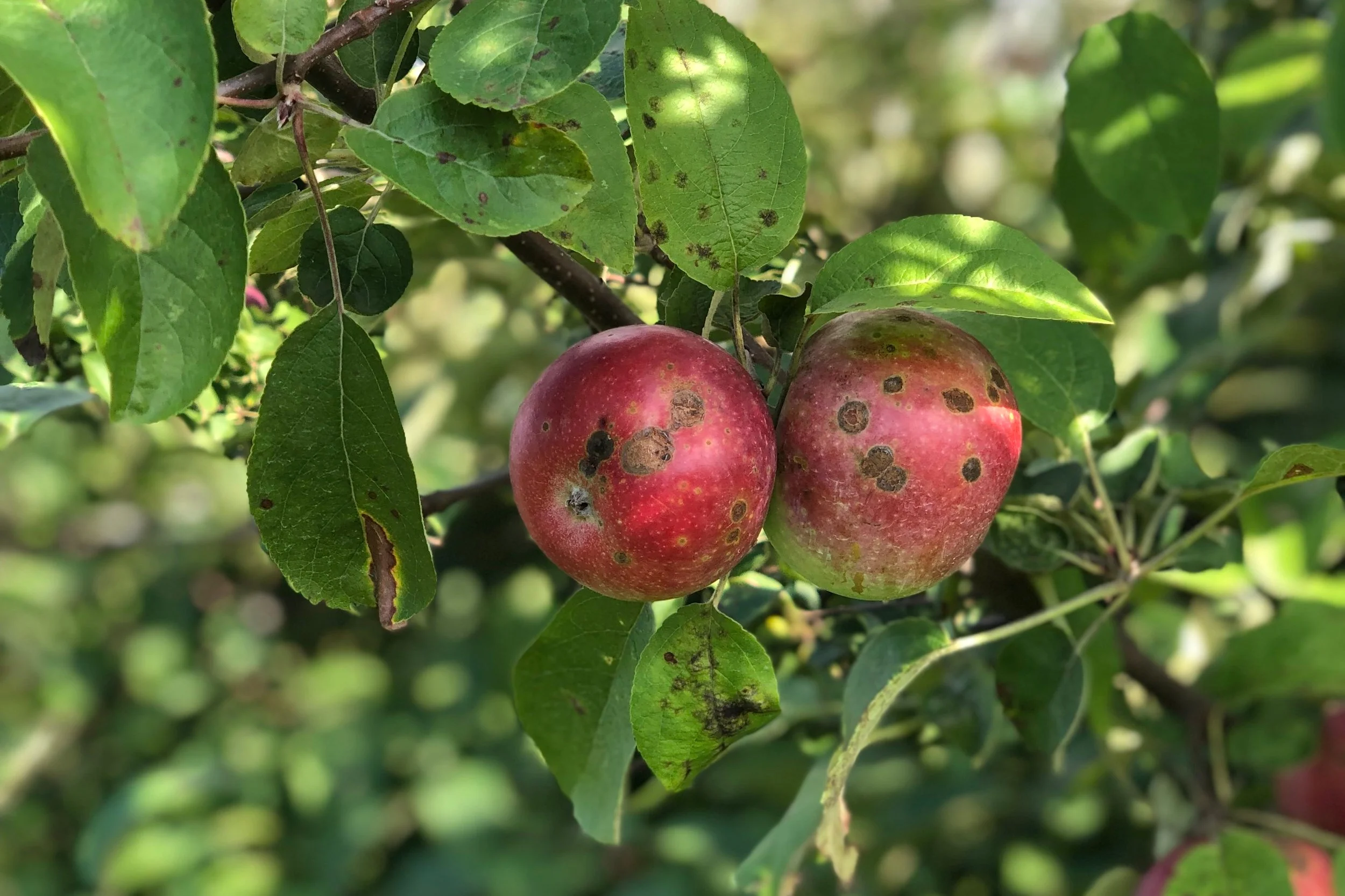 Apple Scab is another fungal disease that is noticeable first in the leaves and later on the apples. Minor scab has no effect on the interior of the apple and can be eaten as normal. If you’d prefer, you can also peel or cut the scab away.