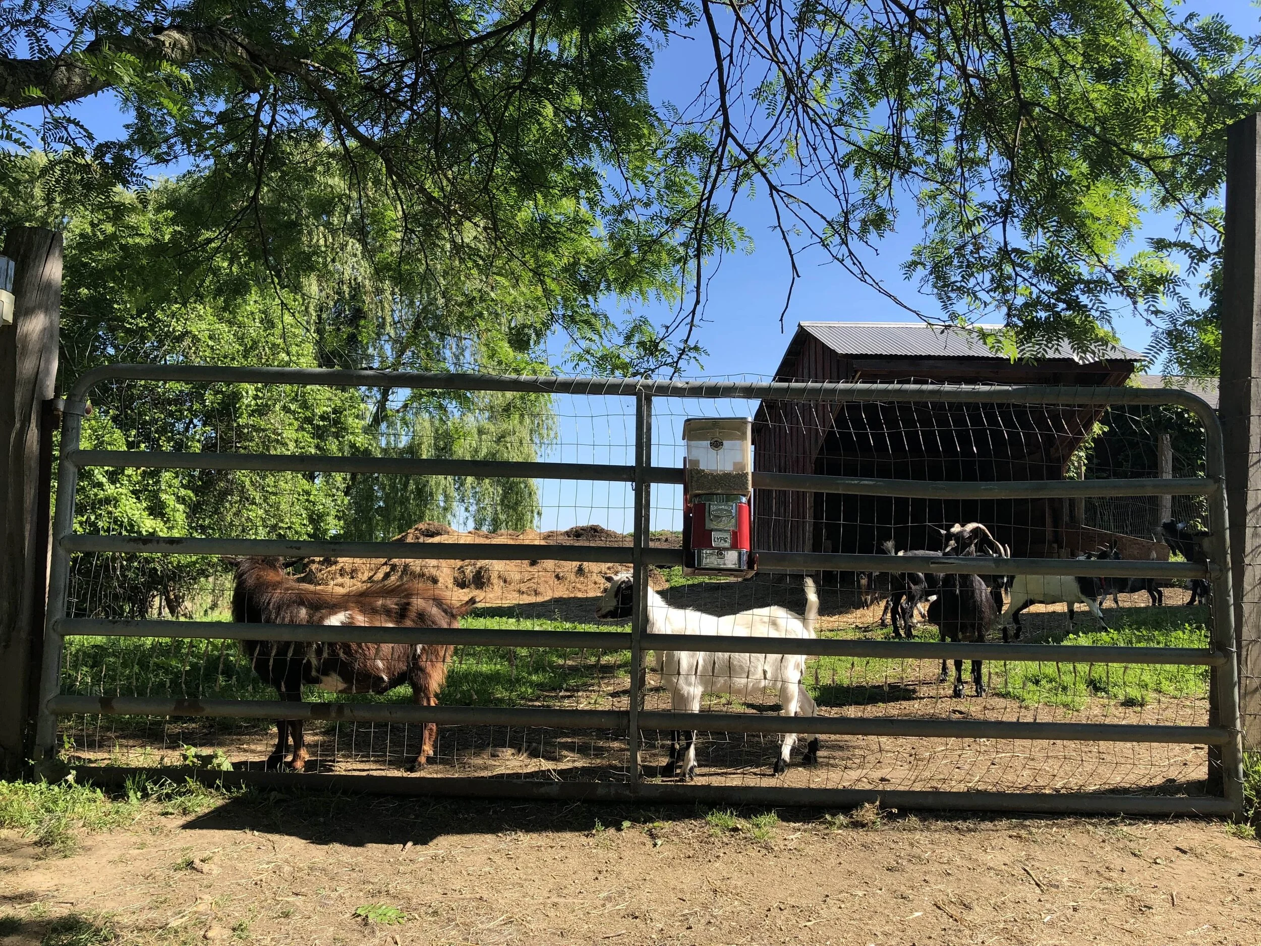 Feed the Pygmy Goats — Greig Farm