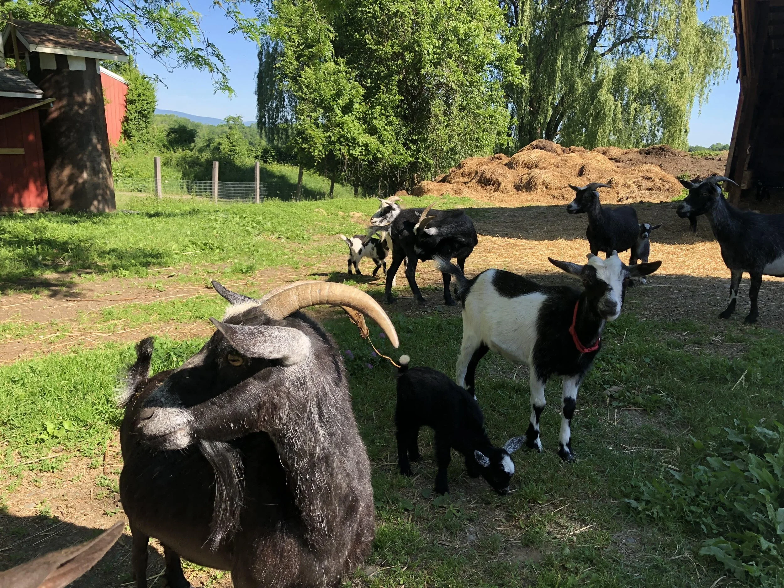 Feed the Pygmy Goats — Greig Farm